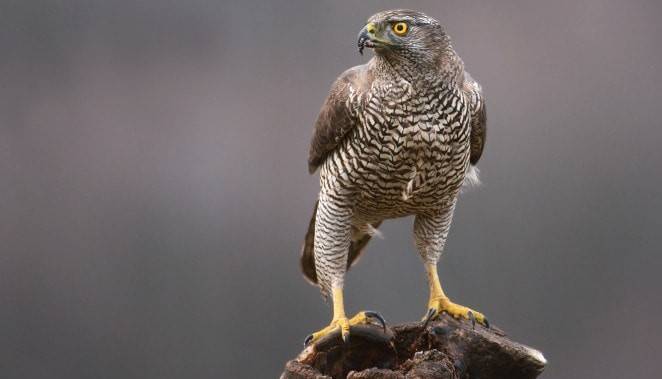 Picture of a hawk