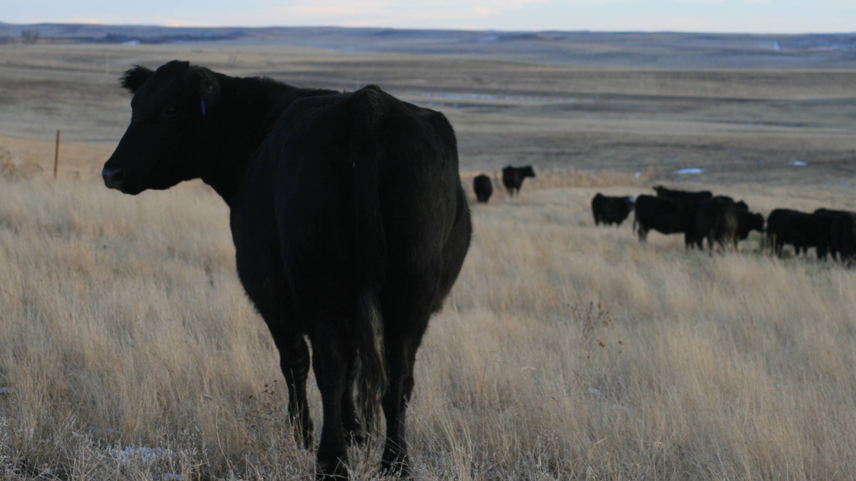 Cows
