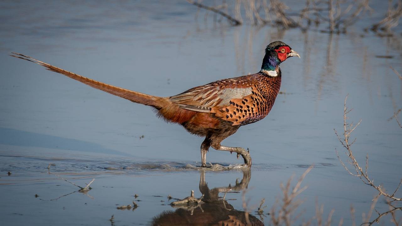 photo of a pheasant 