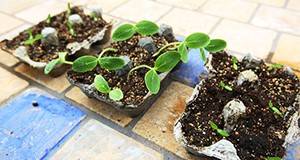 egg Carton Plants
