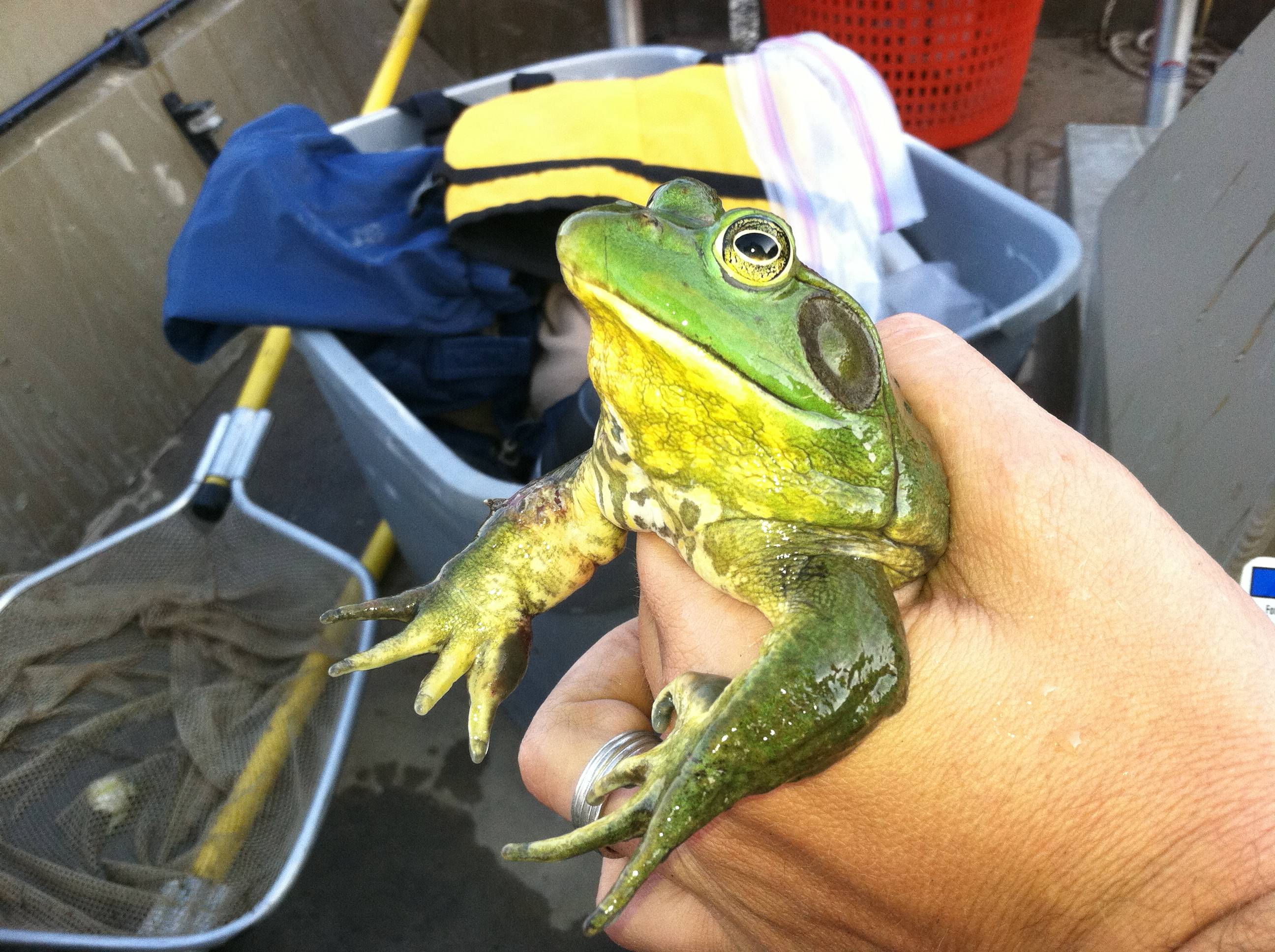 American Bullfrog in South Dakota