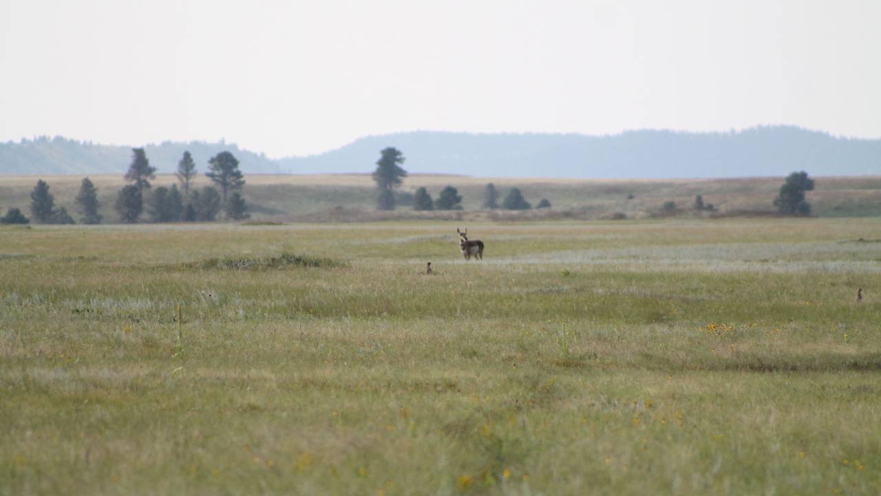 Custer State Park