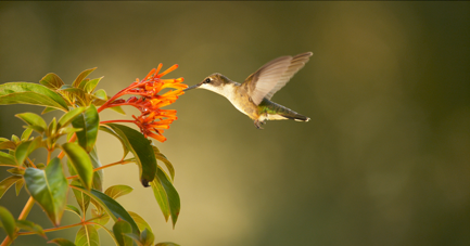 Humming Bird