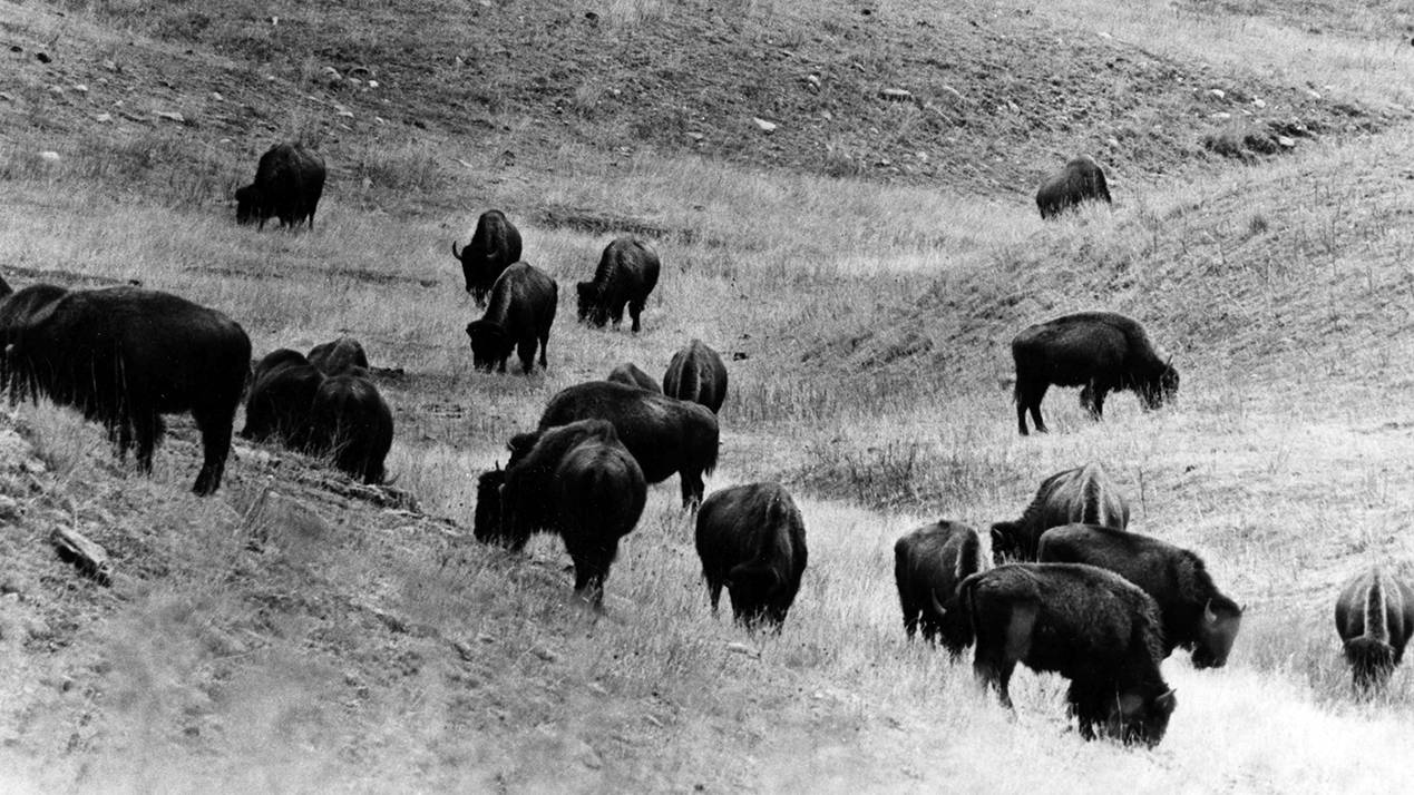 Bison grazing in Custer State Park - 1970s