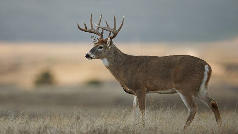 Male Deer
