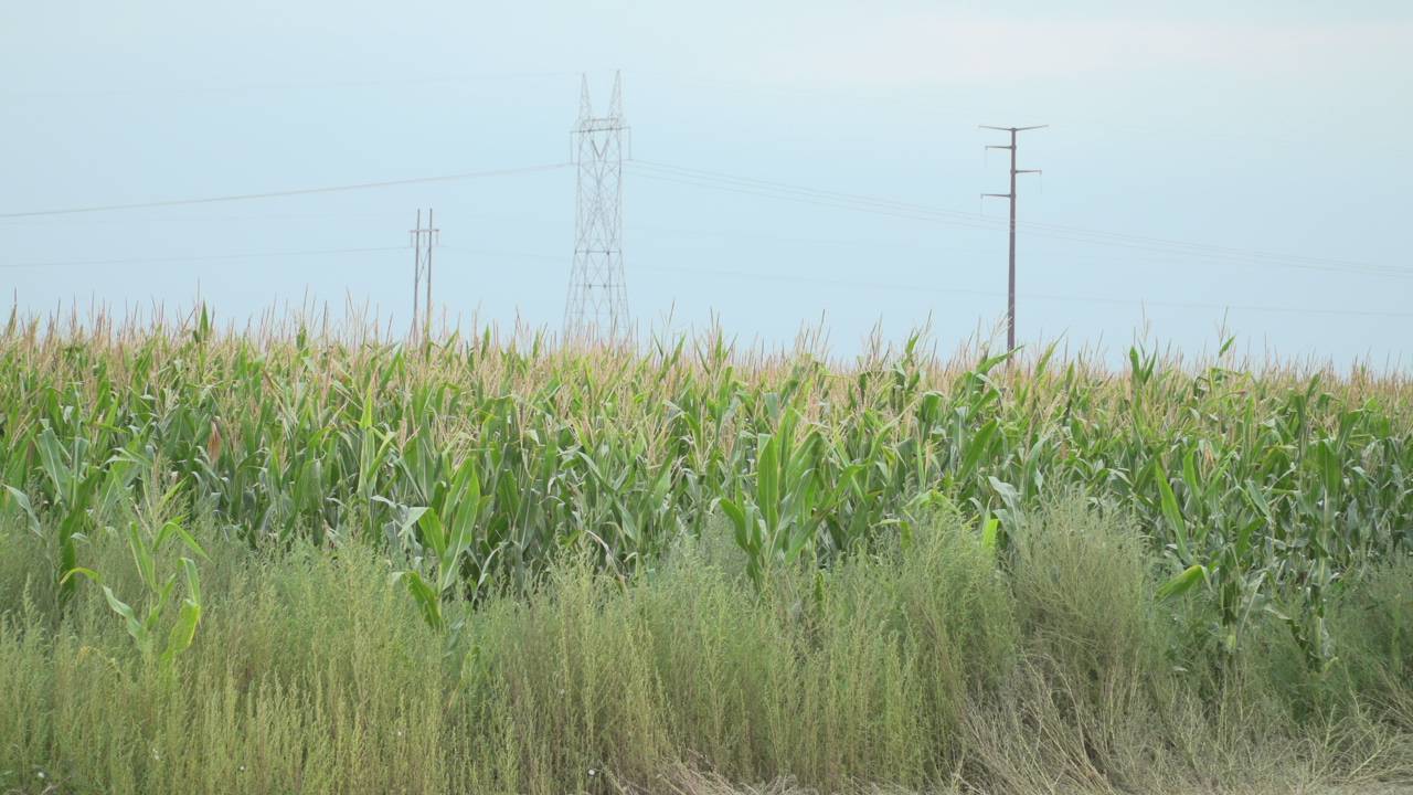 Corn Field