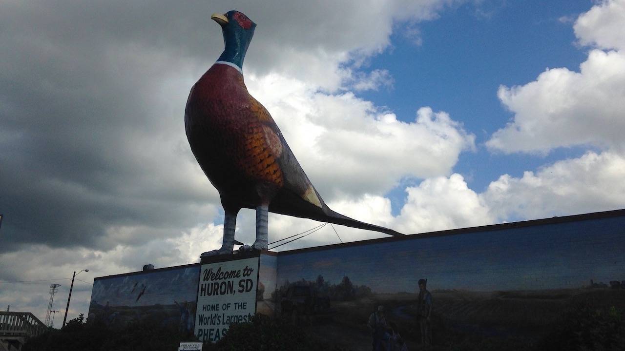 World's Largest Pheasant 