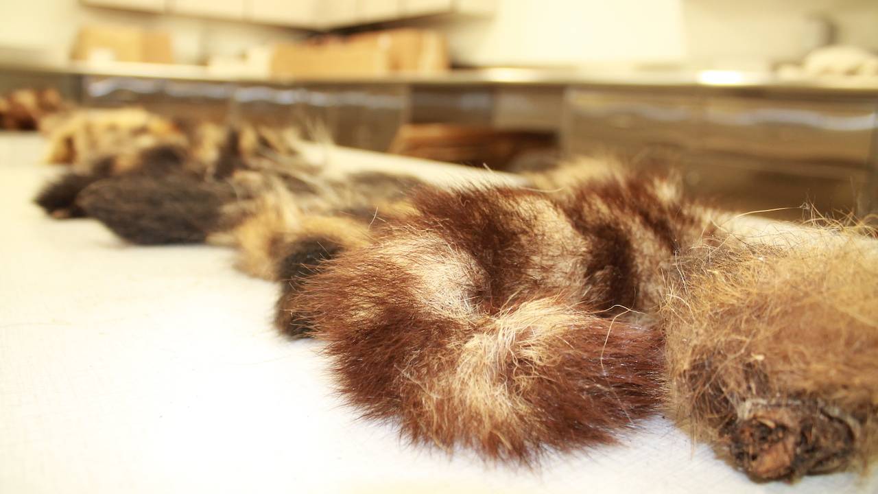Tails brought in for bounty at GF&P's Outdoor Campus West