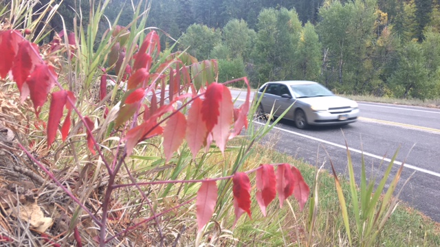 Image - Sumac.jpeg Image - Sumac.jpeg