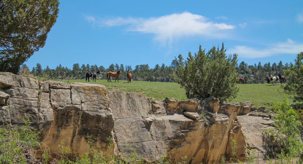 Image - horses6.JPG