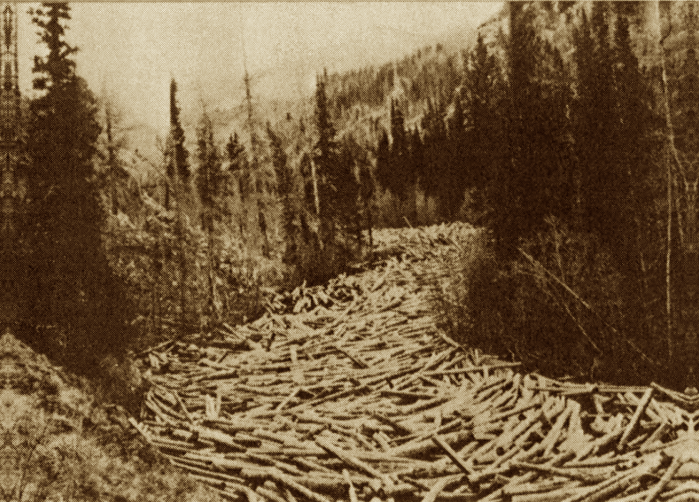 Image - medbow.png