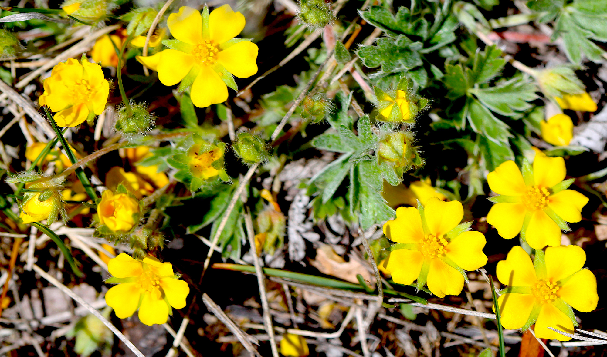 Image -  early cinquefoil2.JPG