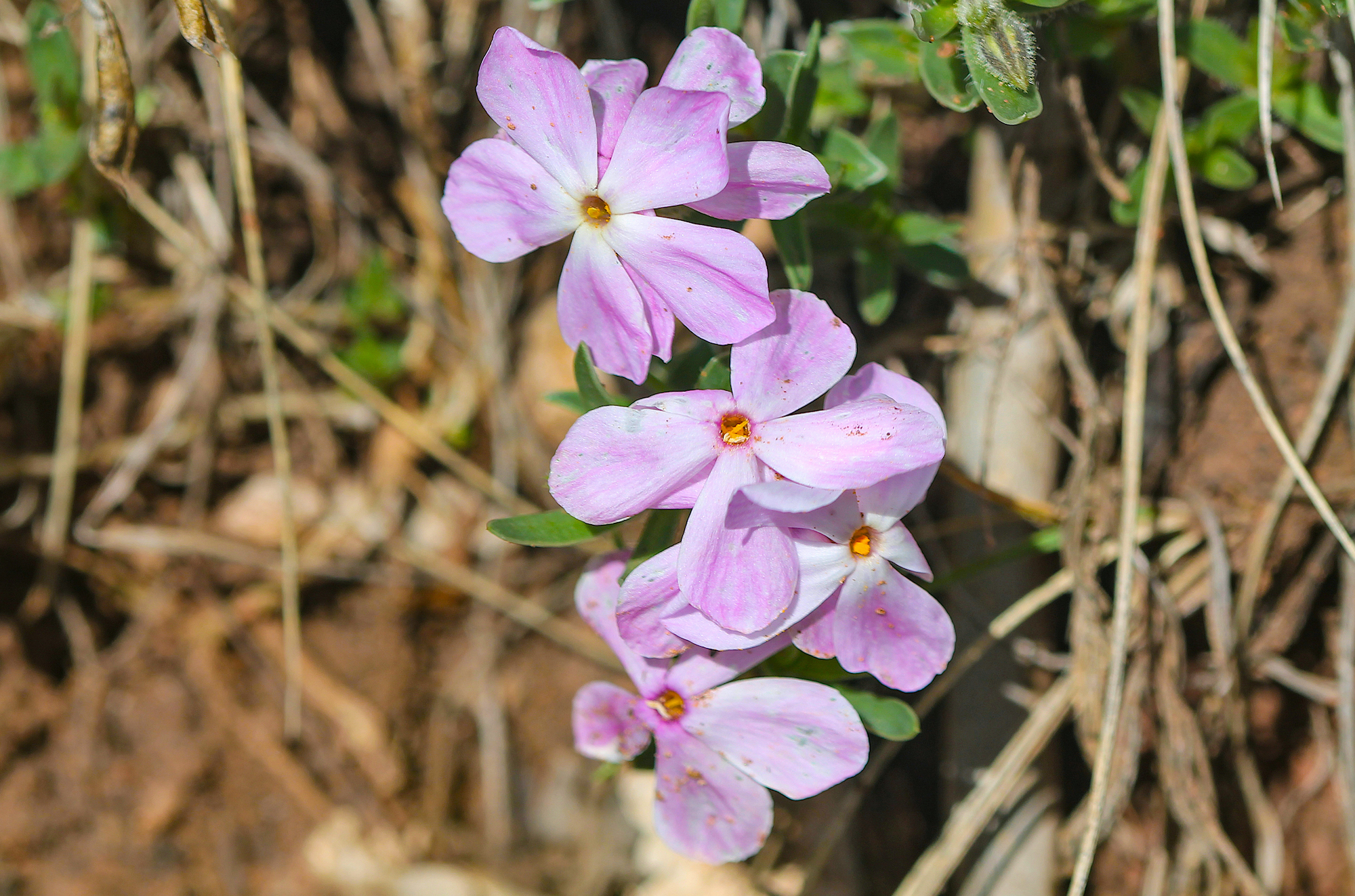 Image - alyssum leaf phlox.JPG