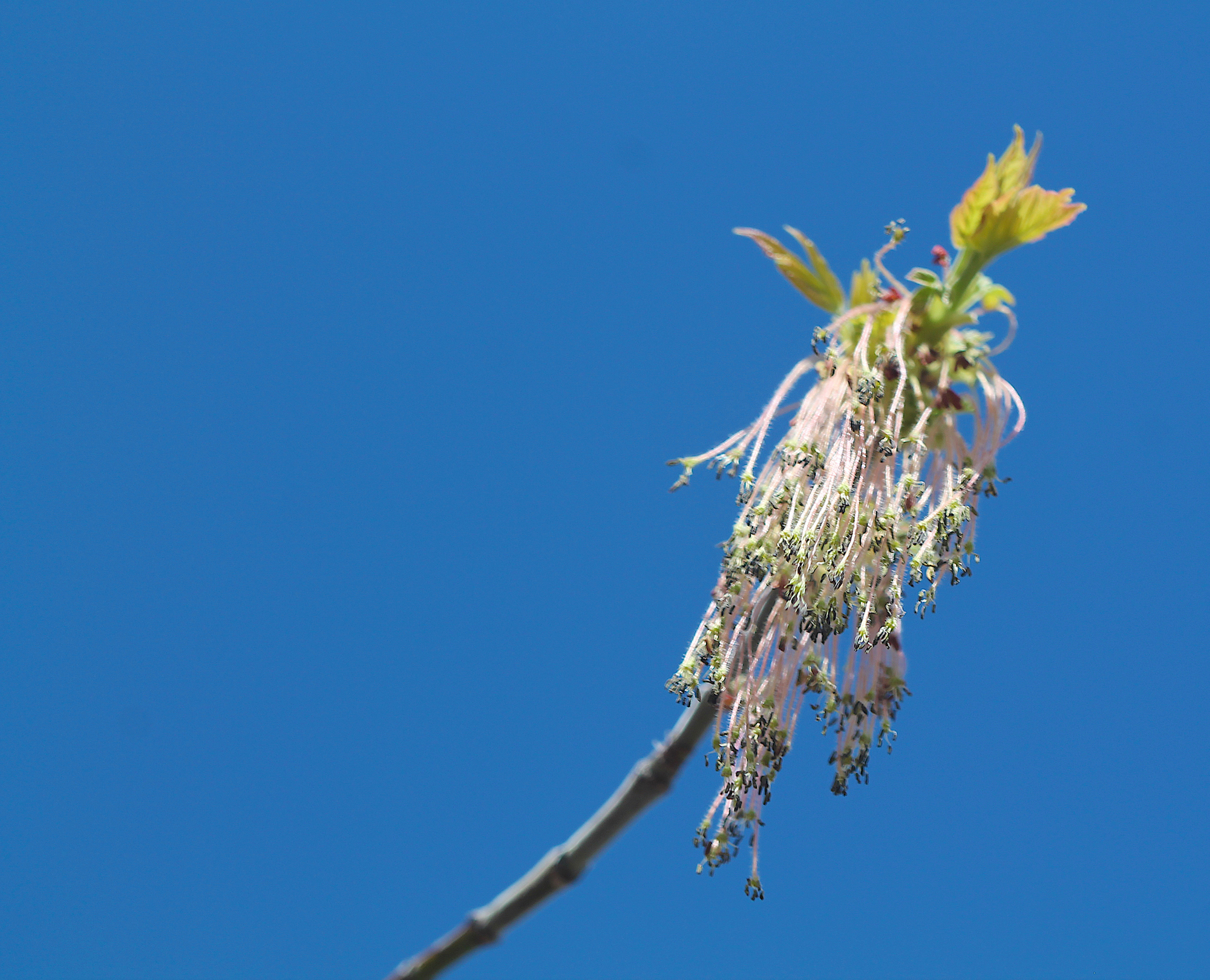 Image - box elder flowers4.JPG