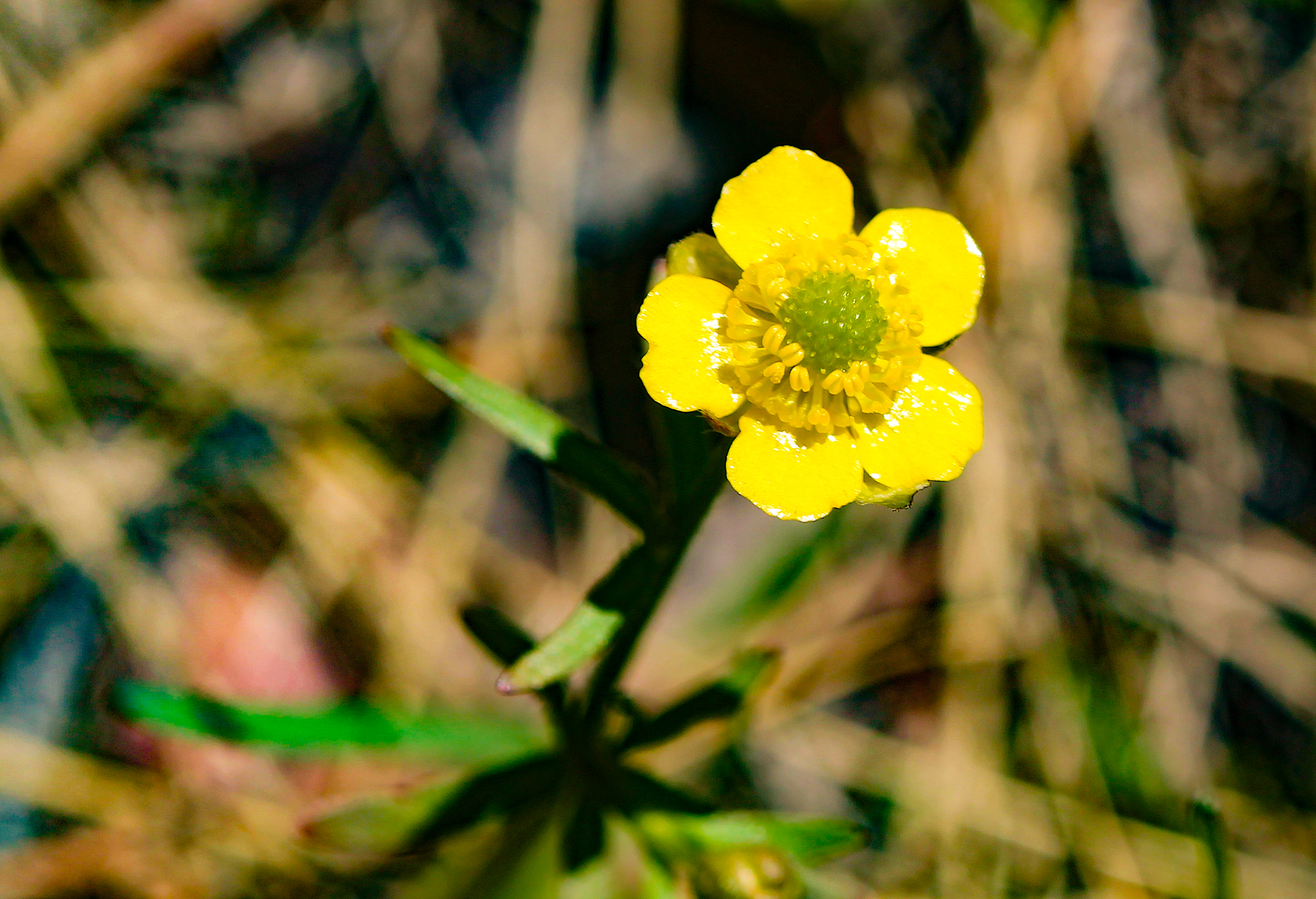 Image - buttercup2.JPG
