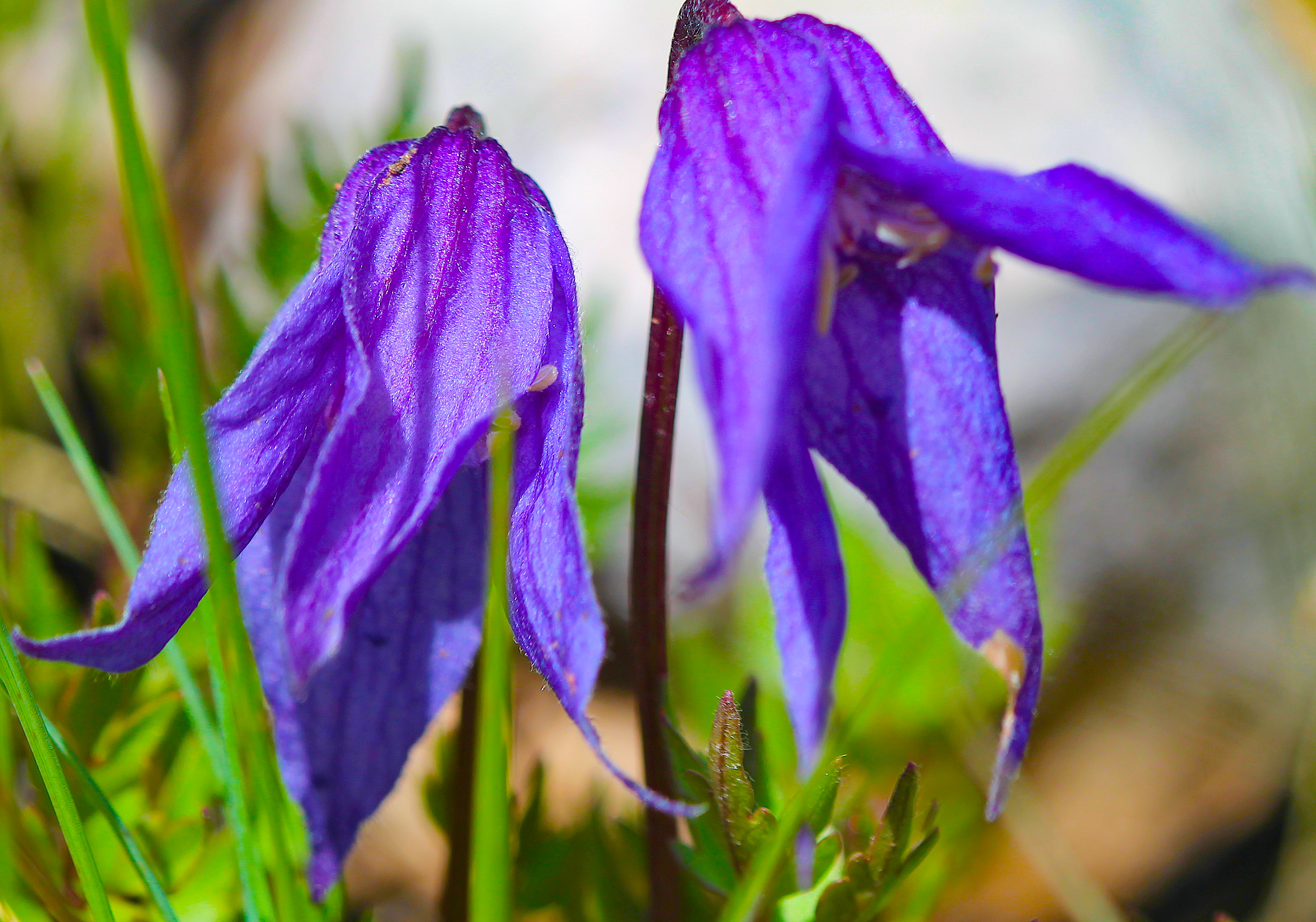 Image - rock clematis2.JPG