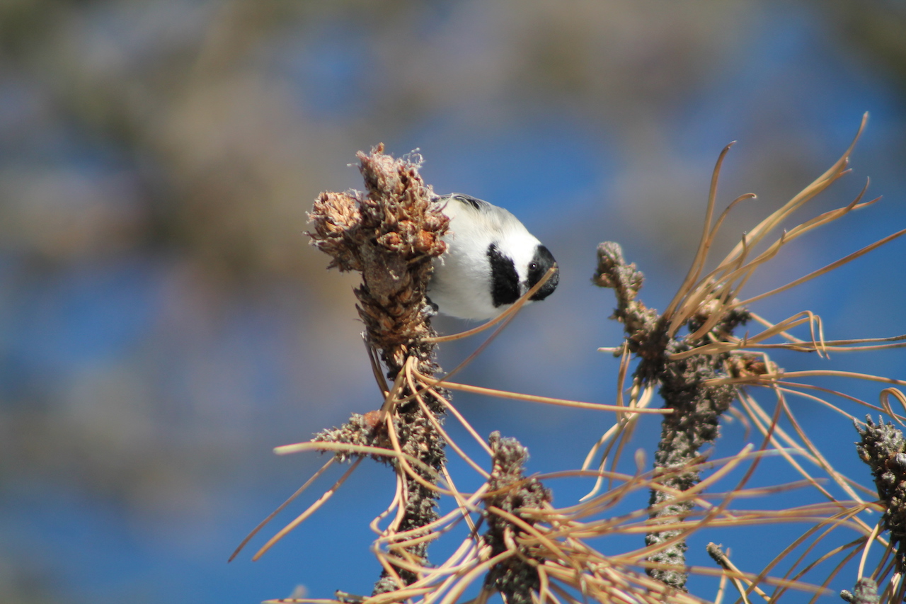 Image - blackcap2web.jpeg