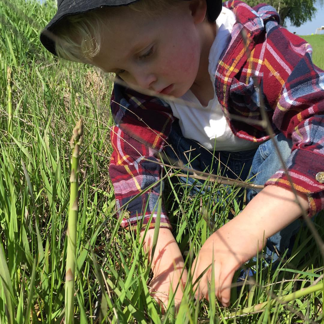 Image - Owen picking Asparagus.jpg