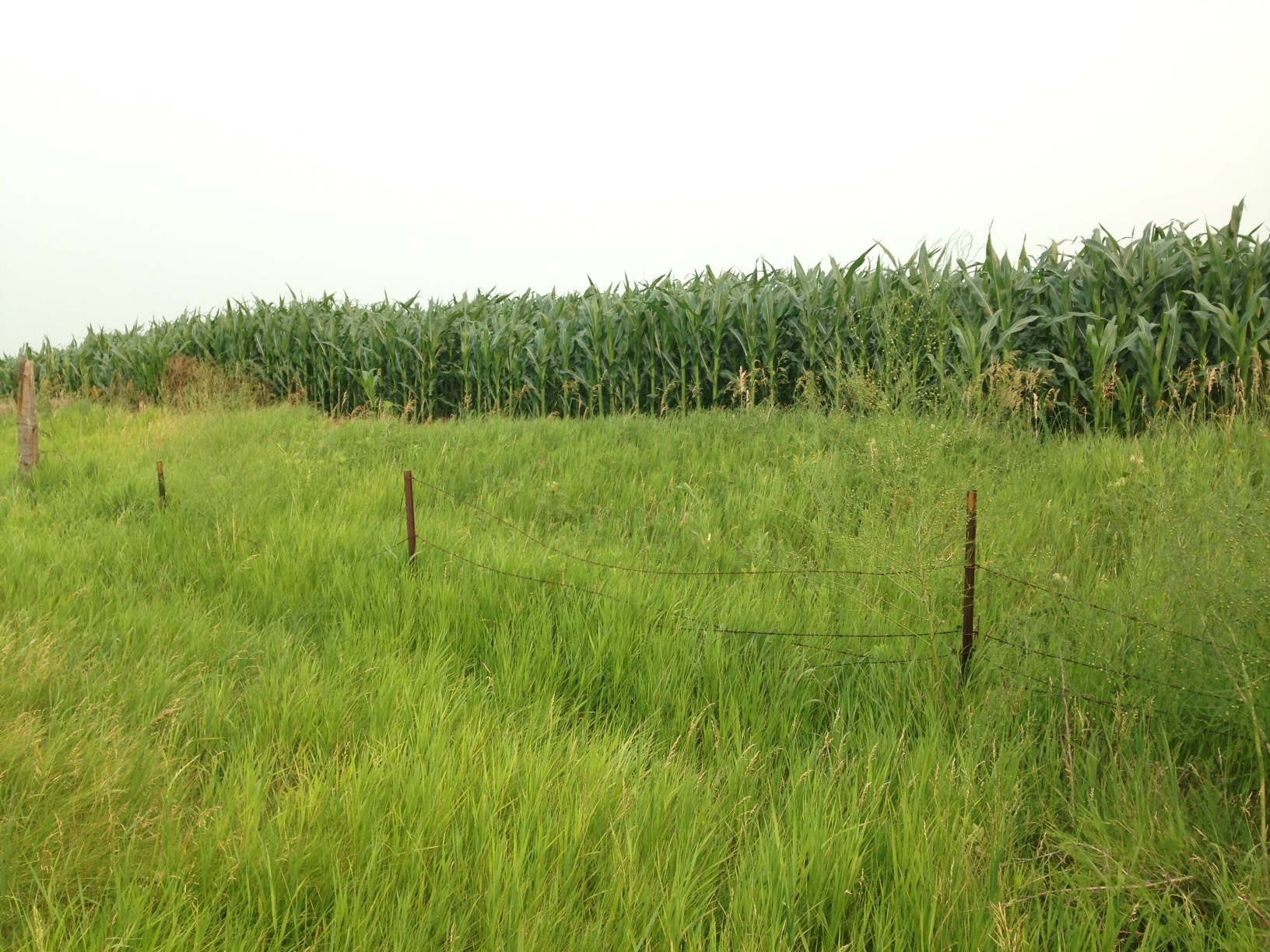 Image - fence Line.jpg