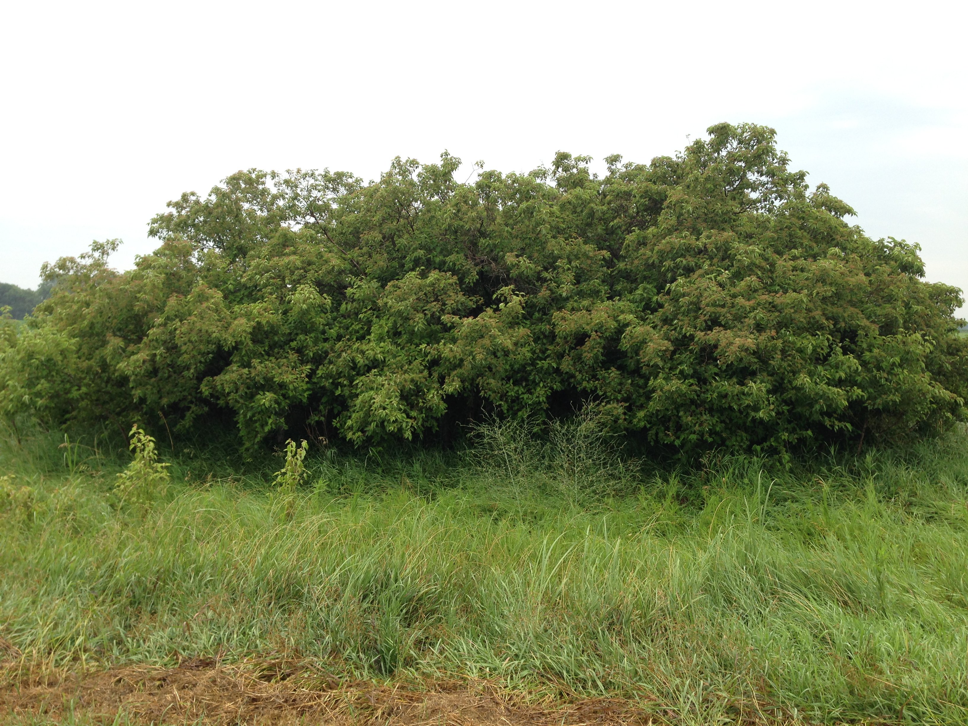 Image - half mile on 306th.JPG