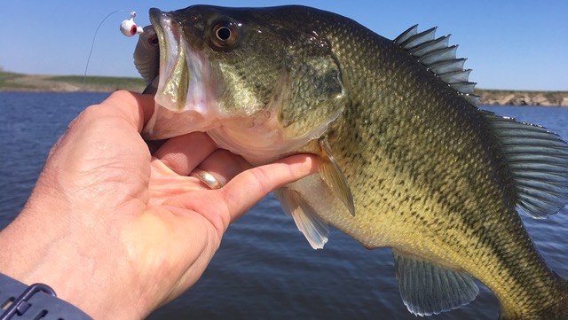 Image - MurdoDockBass.jpeg