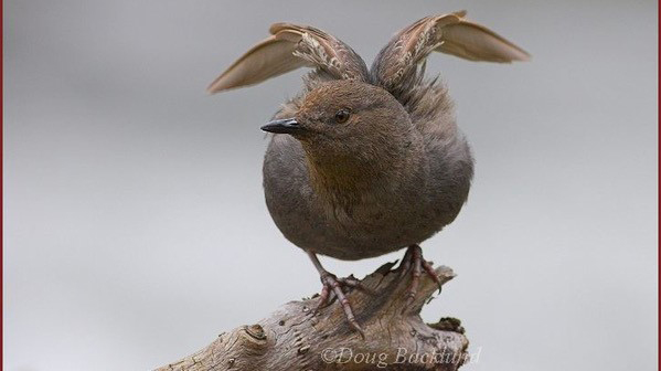 Image - warbler1.jpg