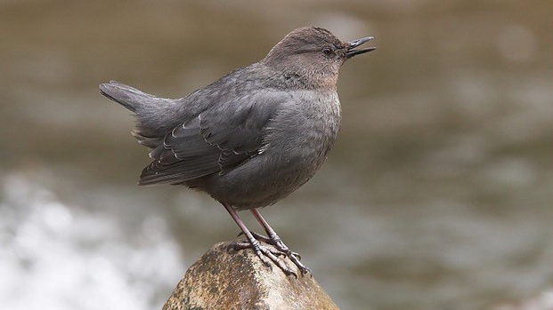 Image - warbler2.jpg