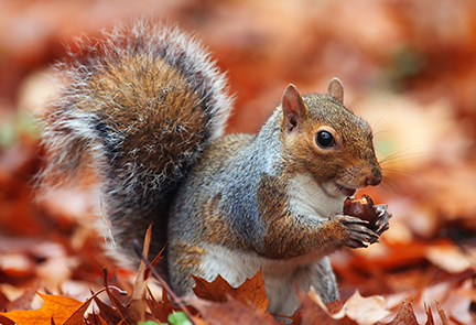 Image - Squirrel_TessarTheTegu_Shutterstock.jpg
