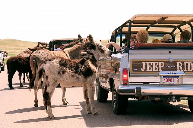 Image - BeggingBurros.jpg