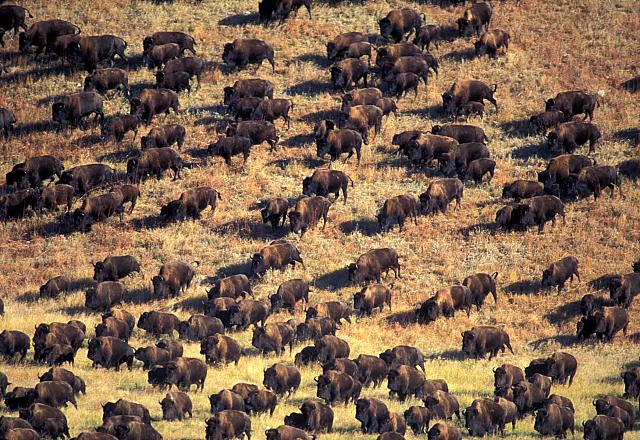 Image - Buffalo 2.jpg