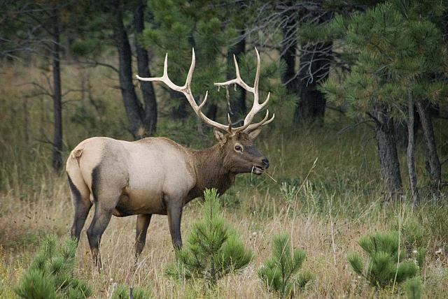 Image - Elk.jpg