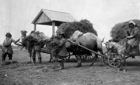 Image - back-pagec-996-camels-pulling-carriges-of-hay.jpg