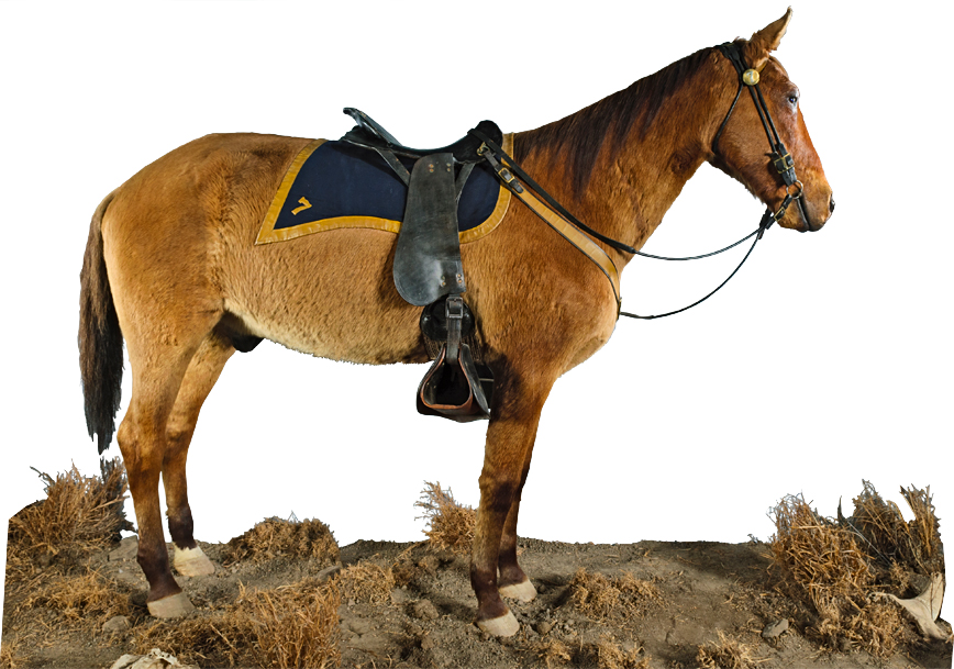 Image - Comanche_cob.jpg