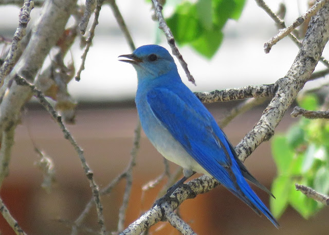 Image - westernbluebird.jpg
