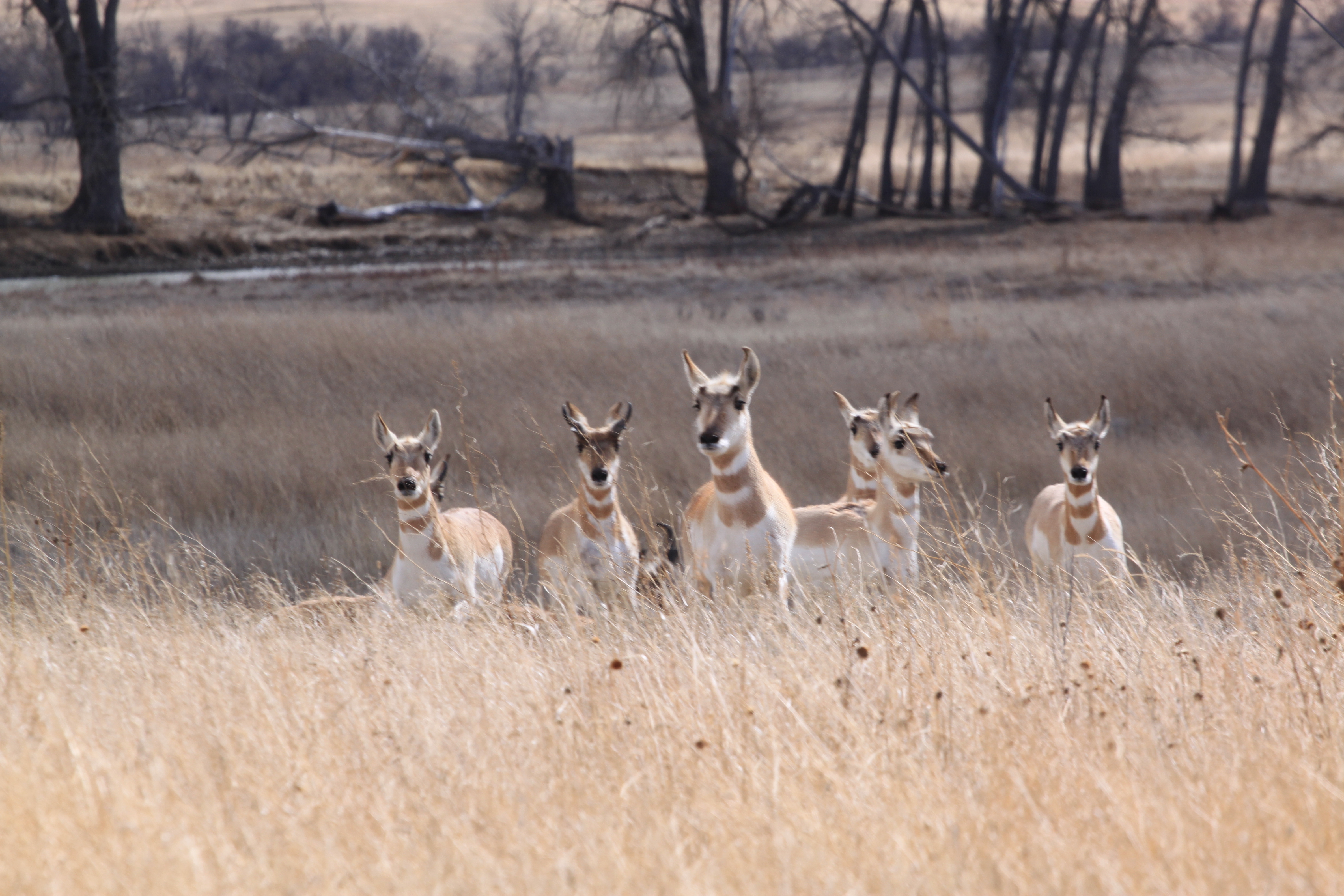 Image - antelope.JPG