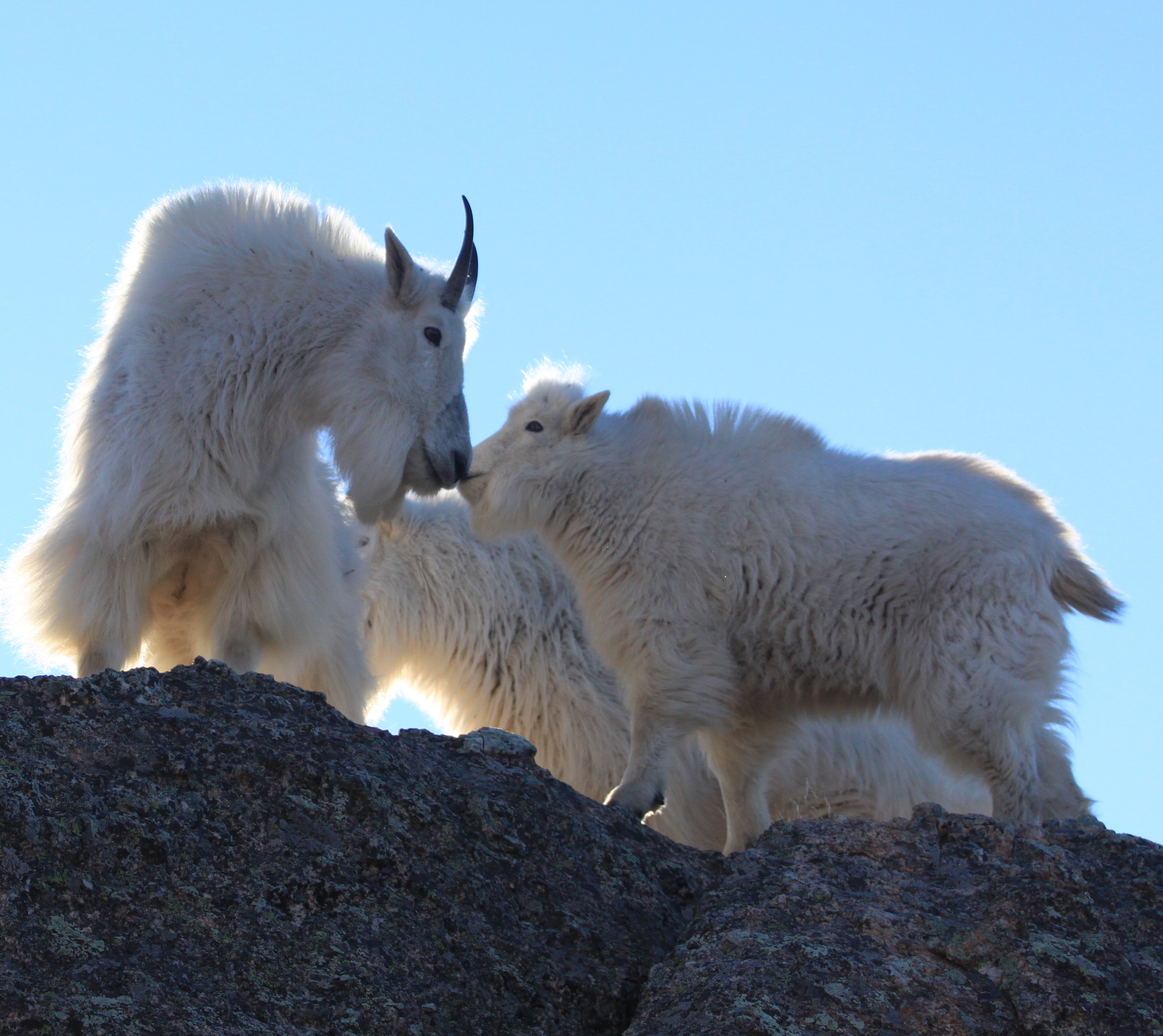 Image - goats29.JPG