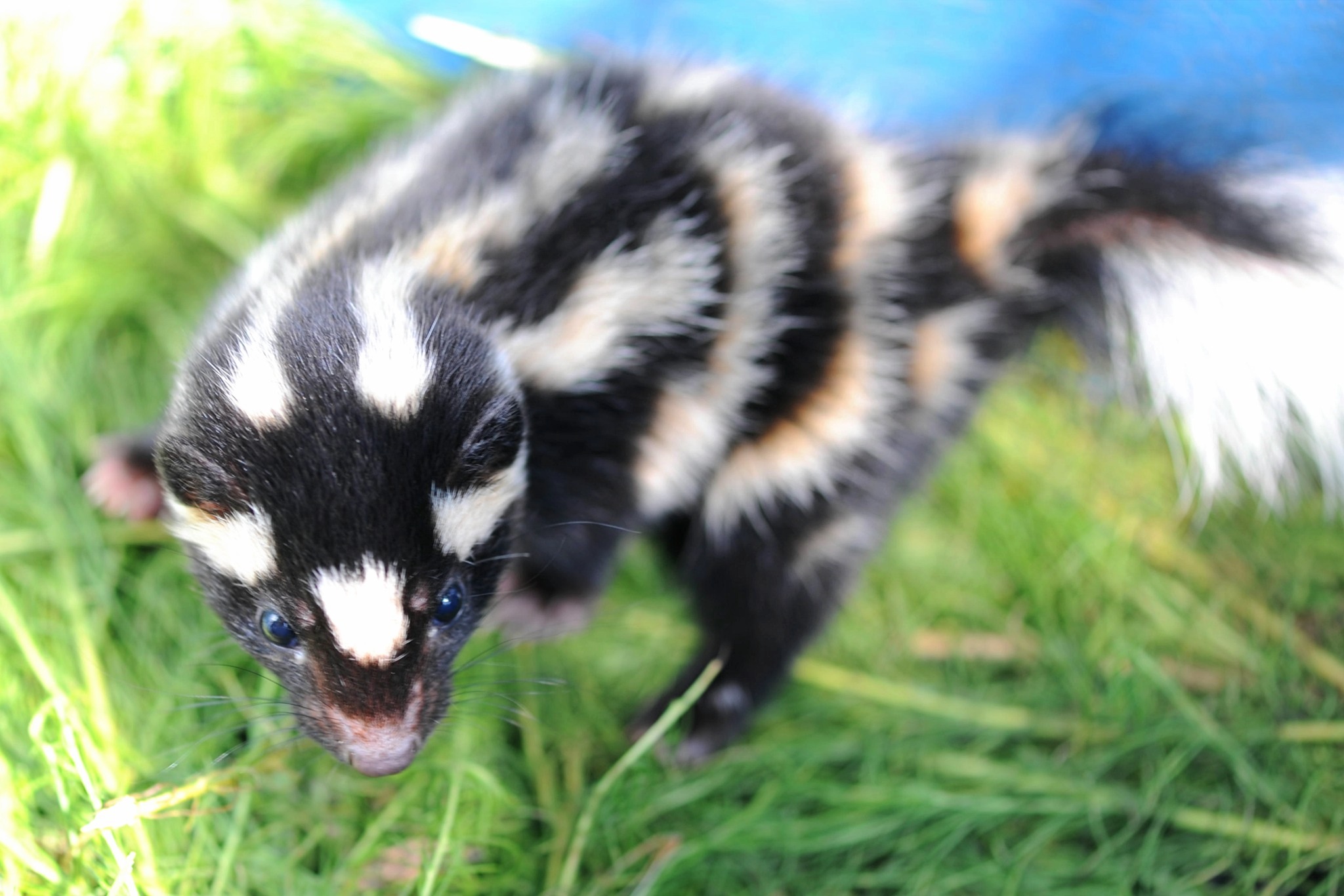 Image - spotted skunk.jpg Image - spotted skunk.jpg