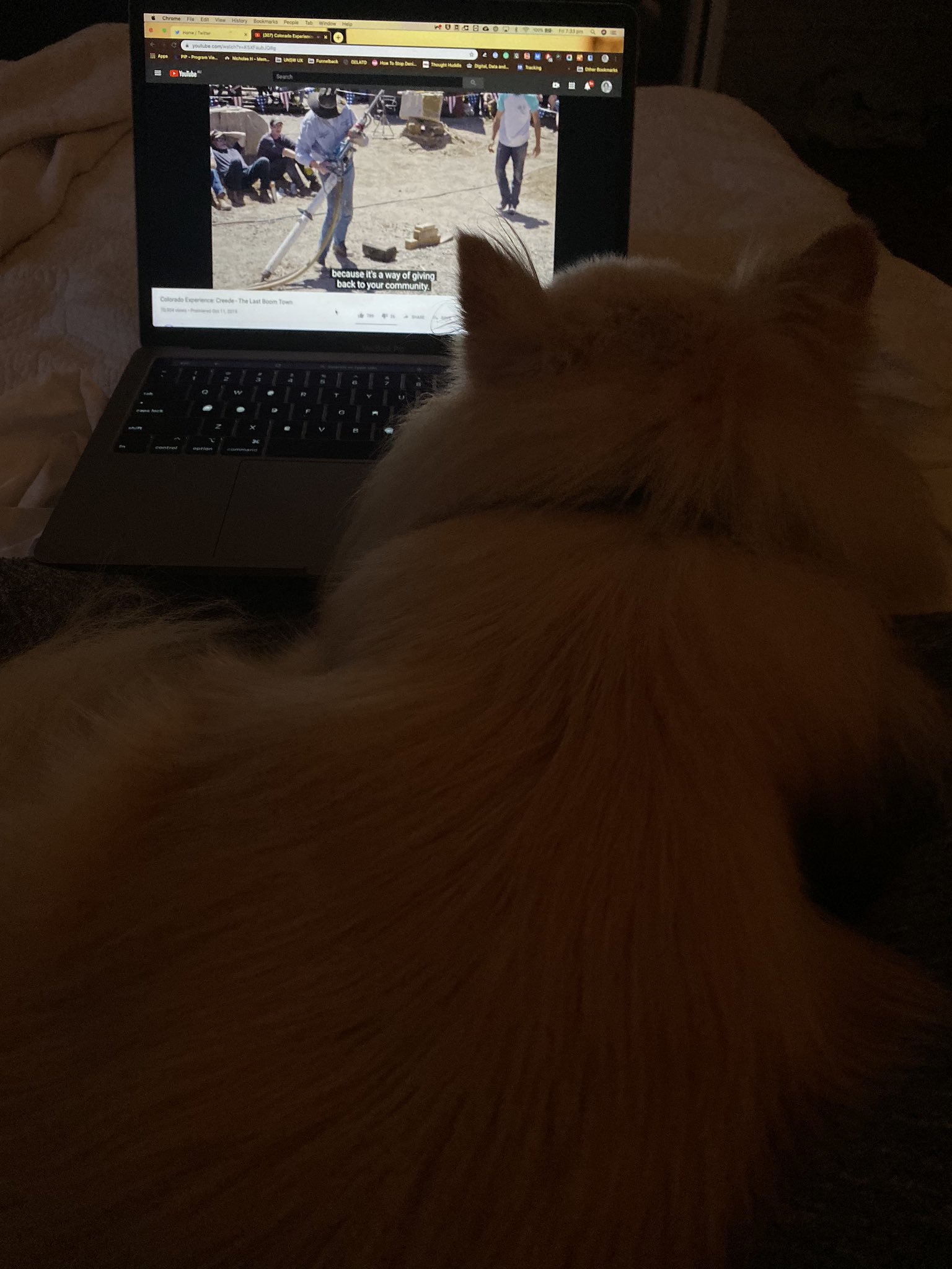 Image - Dorg watching .jpg