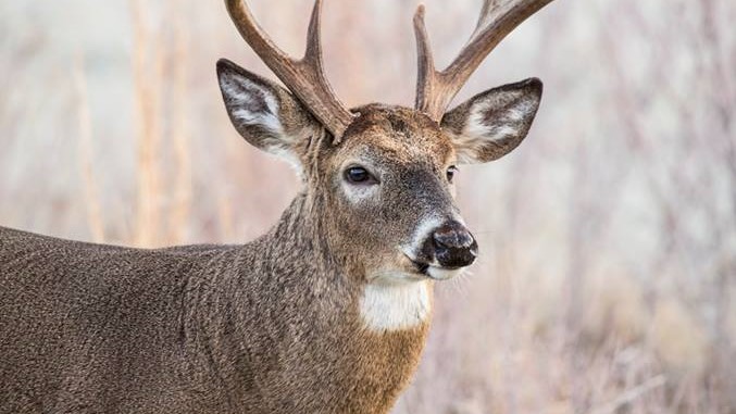 Image - deer sd gfp.jpg