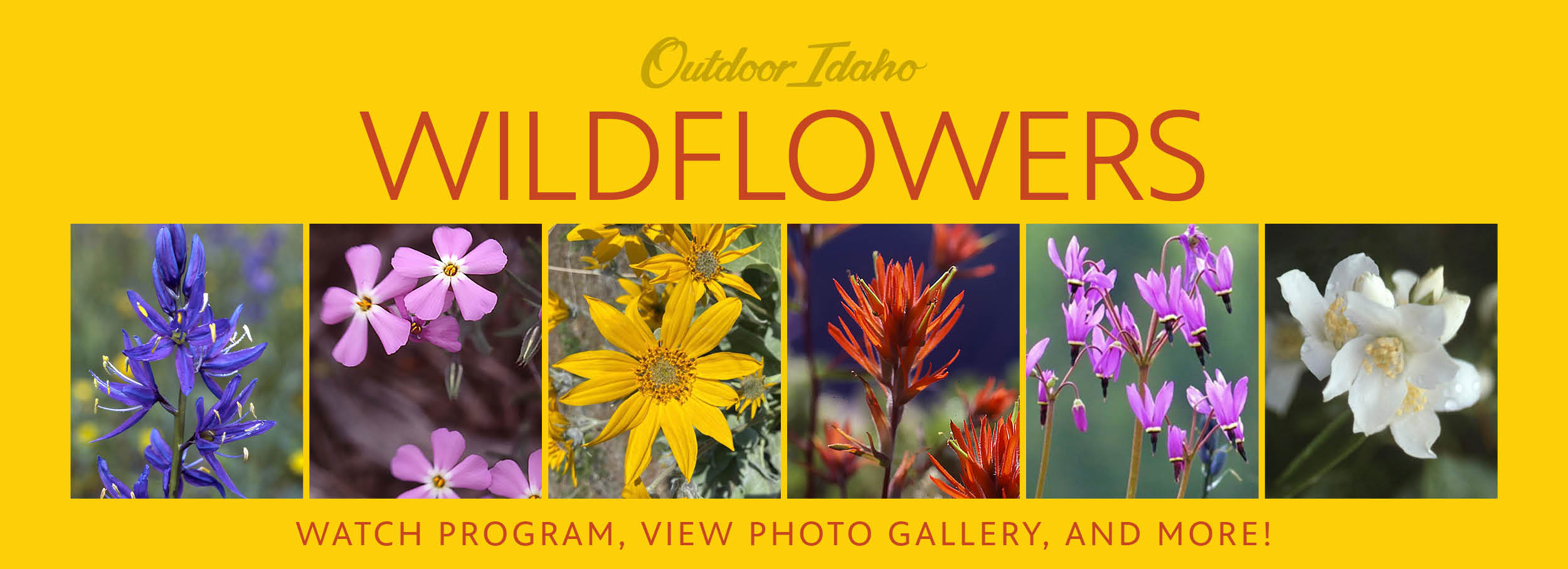 Discover an Abundance of Idaho Wildflowers
