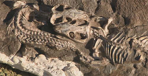 Thrinaxodon