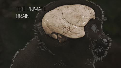 Primate brain