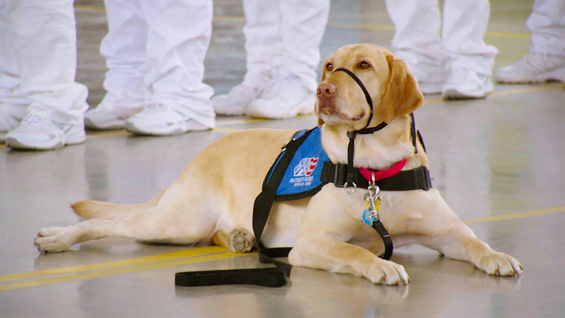 Very First Service Dog Stories of Service