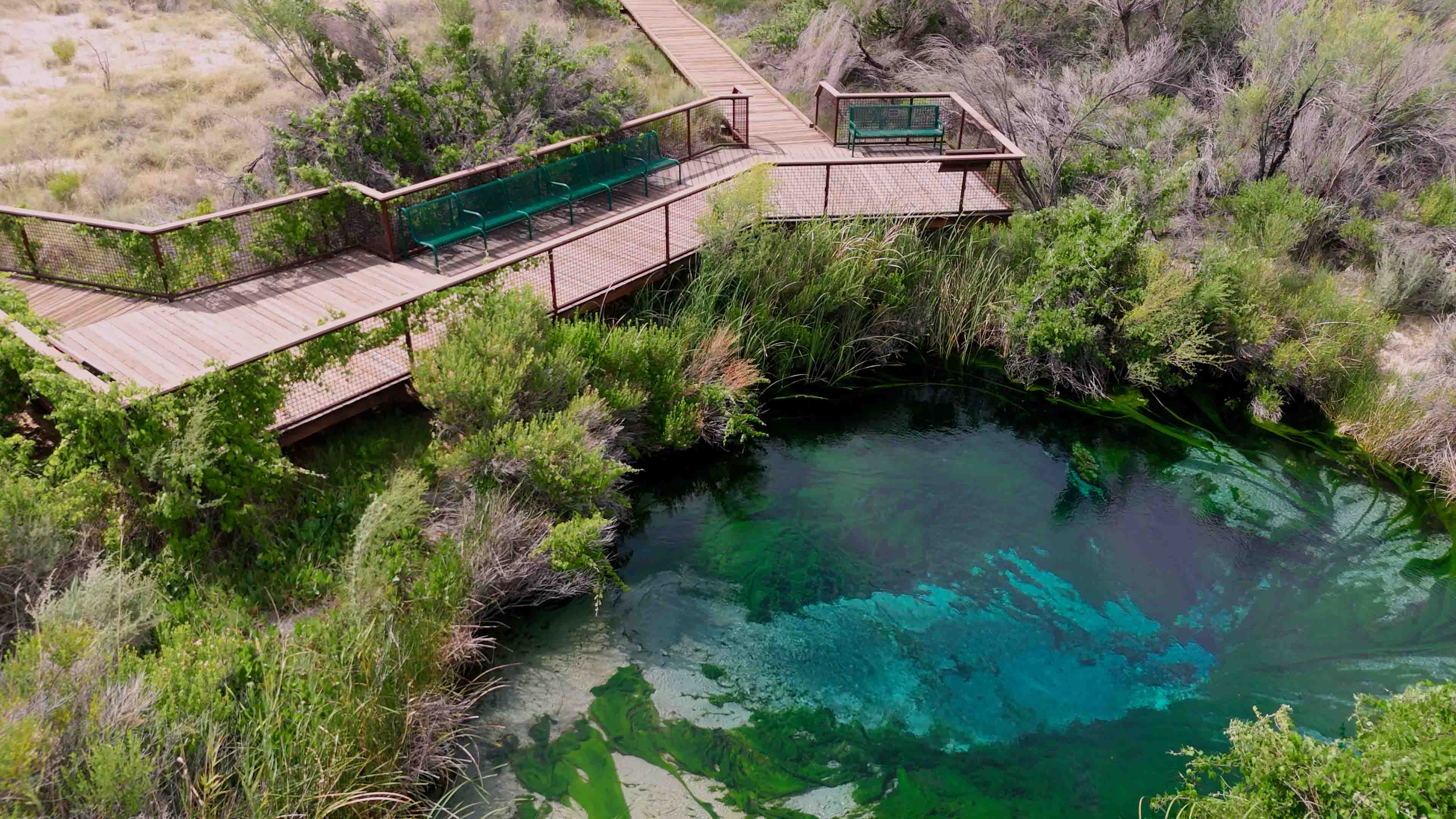 Expand your life list: Ash Meadows National Wildlife Refuge