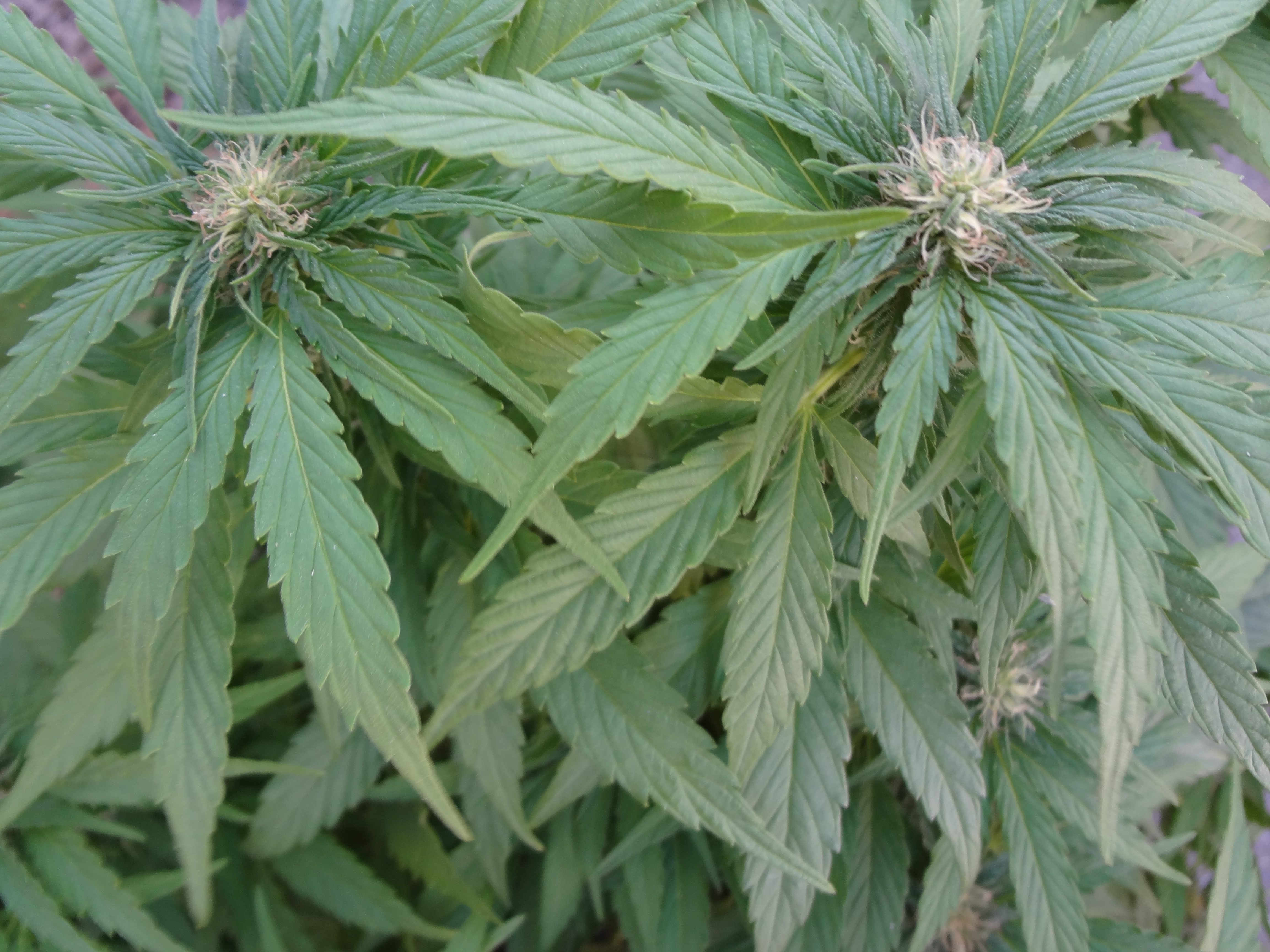 Southern Crops Southern Crop is First Licensed Grow House in Mississippi