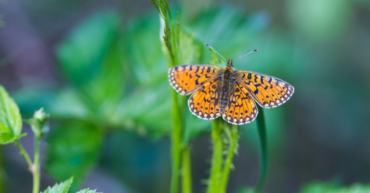 Little Creatures We Count On Are in Trouble
