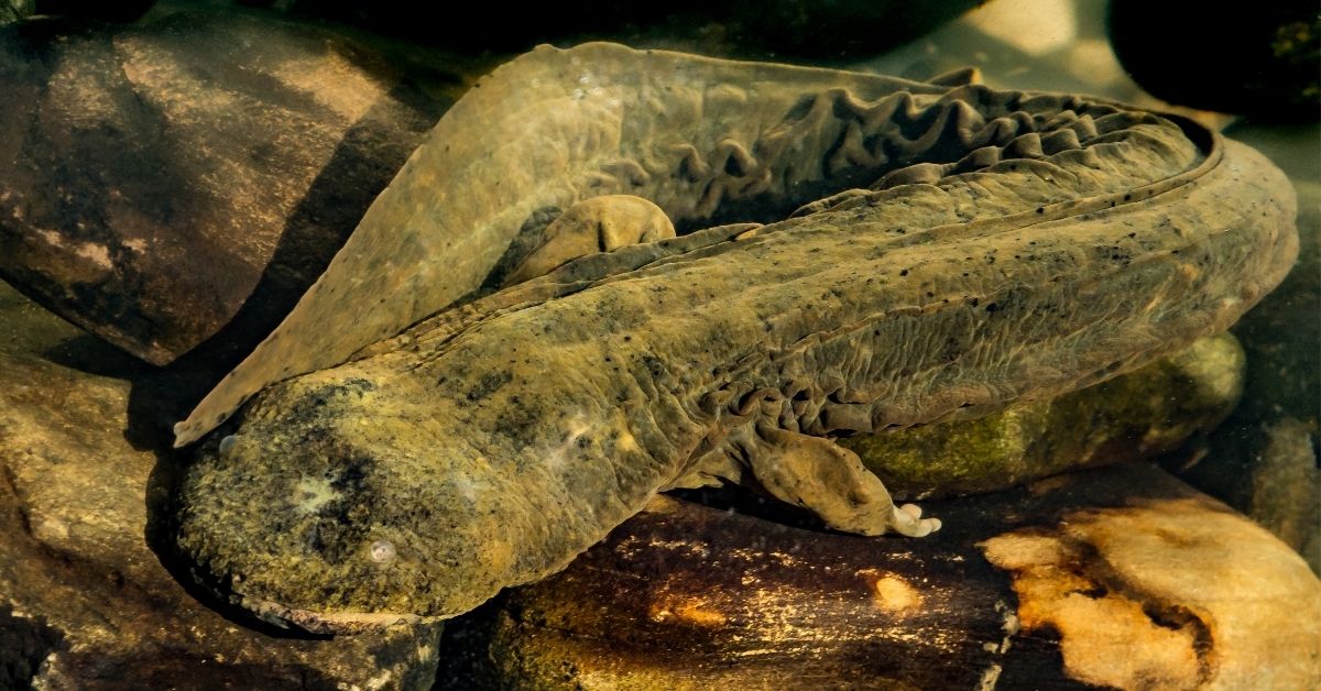 An Iconic Salamander Species Struggles After Hurricane Helene PBS