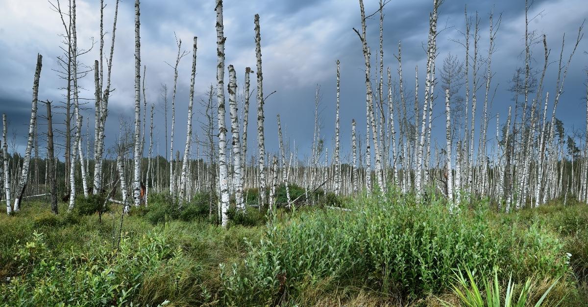 Using Hikers’ Cell Phones for Science PBS North Carolina
