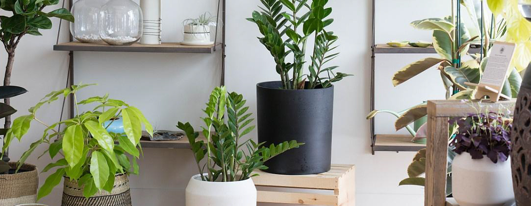 Indoor Plants With Thyme And Place