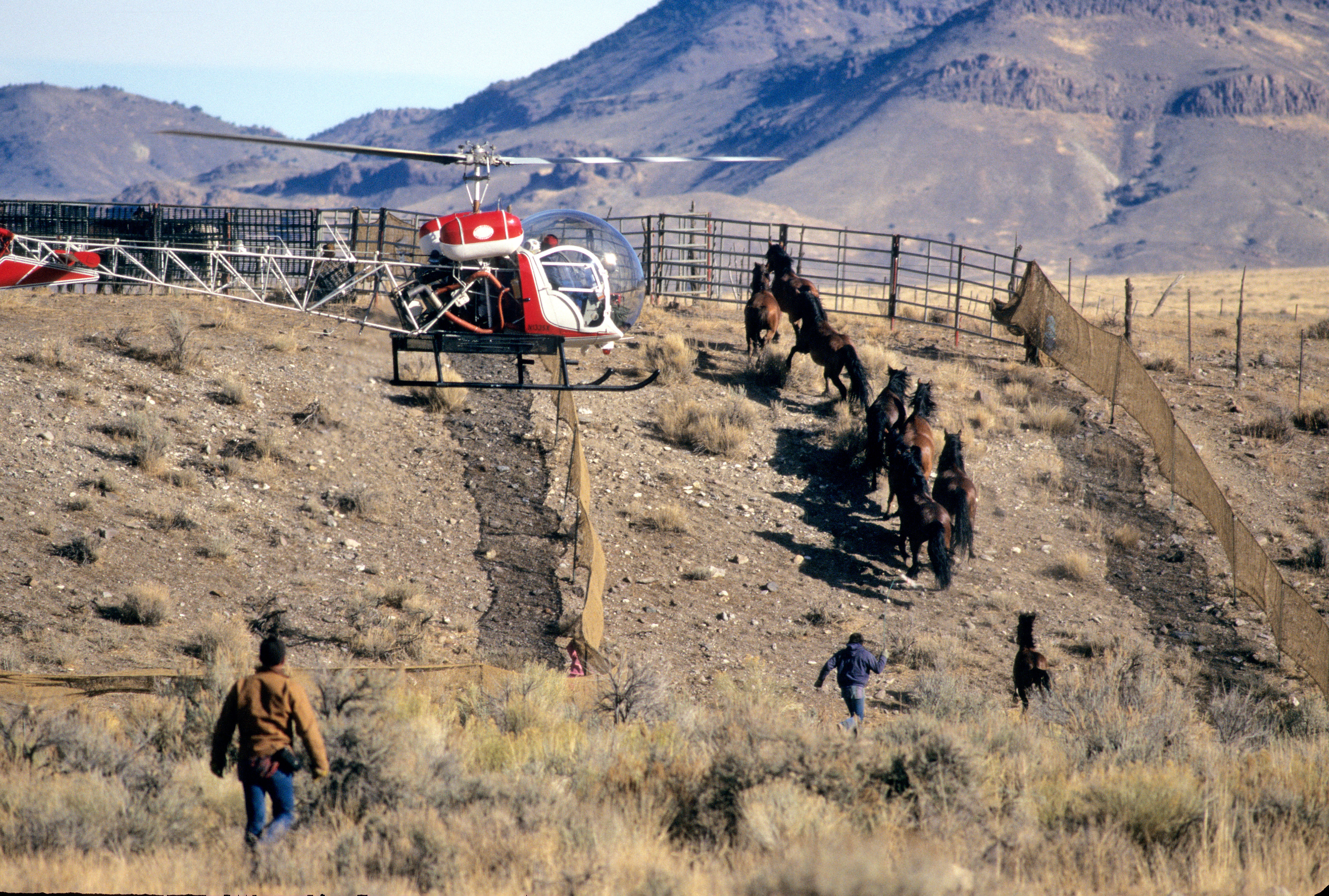 wild horse gather
